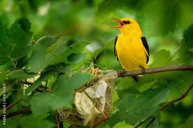 Attēlu rezultāti vaicājumam “Oriolus oriolus male”