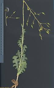 Attēlu rezultāti vaicājumam “Lactuca serriola”