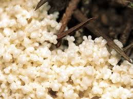 Attēlu rezultāti vaicājumam “Didymium spongiosum”