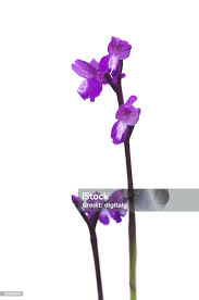 Attēlu rezultāti vaicājumam “Orchis morio”