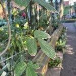 Attēlu rezultāti vaicājumam “Scapania mucronata macro”