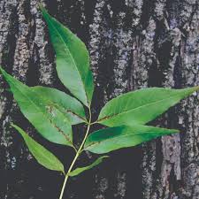 Attēlu rezultāti vaicājumam “Fraxinus pennsylvanica”
