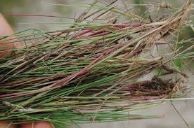 Attēlu rezultāti vaicājumam “Corynephorus canescens”