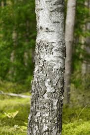 Attēlu rezultāti vaicājumam “Betula pubescens”