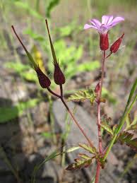Attēlu rezultāti vaicājumam “Geranium robertianum fruit”
