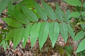 Attēlu rezultāti vaicājumam “Juglans x sinensis leaf”