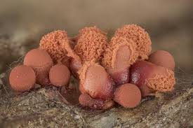 Attēlu rezultāti vaicājumam “Heterotrichia pomiformis (syn. Arcyria pomiformis) stalked”