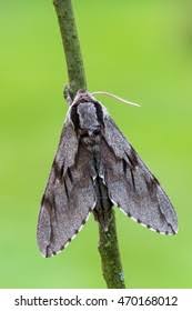 Attēlu rezultāti vaicājumam “Sphinx pinastri”