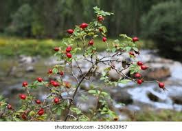 Attēlu rezultāti vaicājumam “Rosa villosa”