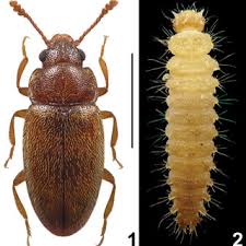 Attēlu rezultāti vaicājumam “Triplax aenea”