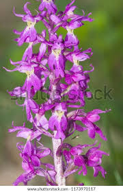 Attēlu rezultāti vaicājumam “Orchis mascula”