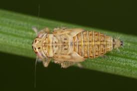 Attēlu rezultāti vaicājumam “Macrosteles nymph”