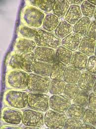 Attēlu rezultāti vaicājumam “Odontoschisma denudatum cells”