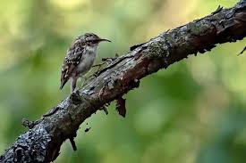 Attēlu rezultāti vaicājumam “Certhia familiaris”