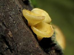 Attēlu rezultāti vaicājumam “Hymenoscyphus calyculus”