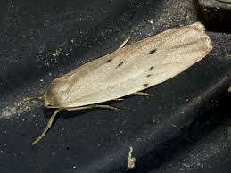 Attēlu rezultāti vaicājumam “Pelosia muscerda”