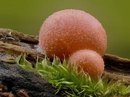 Attēlu rezultāti vaicājumam “Lycogala cf. oleocrystalliferum macro”