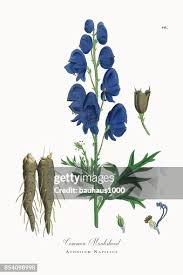 Attēlu rezultāti vaicājumam “Aconitum napellus”