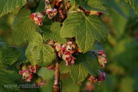 Attēlu rezultāti vaicājumam “Ribes nigrum flower”
