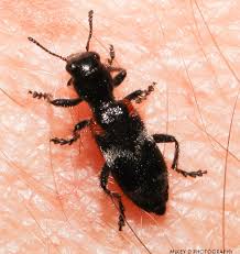 Attēlu rezultāti vaicājumam “Schizotus pectinicornis larva”