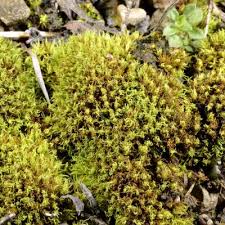 Attēlu rezultāti vaicājumam “Tortella inclinata”