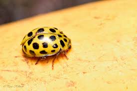 Attēlu rezultāti vaicājumam “Psyllobora vigintiduopunctata”