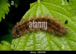 Attēlu rezultāti vaicājumam “Spilosoma lutea larva”