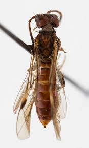 Attēlu rezultāti vaicājumam “Tenthredinidae”