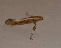 Attēlu rezultāti vaicājumam “Calybites phasianipennella”