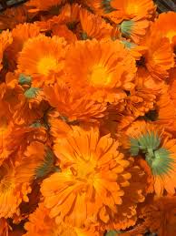 Image result for Calendula officinalis