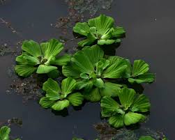 Attēlu rezultāti vaicājumam “Pistia stratiotes”
