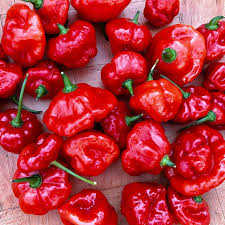 Afbeeldingsresultaat voor aji habanero hot pepper