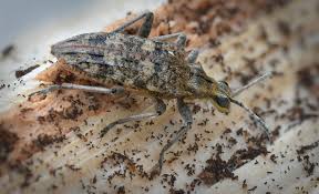 Attēlu rezultāti vaicājumam “Rhagium inquisitor”