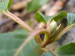 Attēlu rezultāti vaicājumam “Oenothera rubricauli bud”