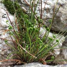 Attēlu rezultāti vaicājumam “Homomallium incurvatum sporophyte”