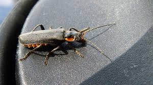 Attēlu rezultāti vaicājumam “Cantharis obscura”