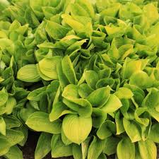 Attēlu rezultāti vaicājumam “Hosta sp. leaf”