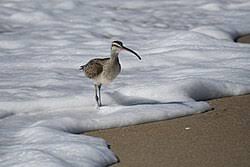 Image result for Numenius hudsonicus