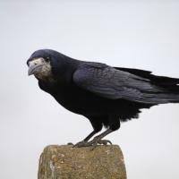 Attēlu rezultāti vaicājumam “Corvus frugilegus”