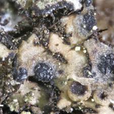 Attēlu rezultāti vaicājumam “Arthonia byssacea”