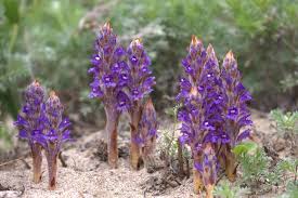 Attēlu rezultāti vaicājumam “Orobanche coerulescens bud”