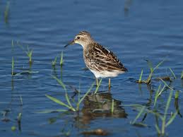 Image result for Calidris subminuta