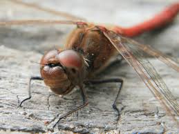 Attēlu rezultāti vaicājumam “Sympetrum vulgatum male”
