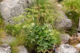 Attēlu rezultāti vaicājumam “Heracleum”