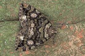 Attēlu rezultāti vaicājumam “Hydriomena furcata”