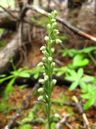 Attēlu rezultāti vaicājumam “Goodyera repens bud”