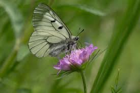 Attēlu rezultāti vaicājumam “Parnassius mnemosyne underside”