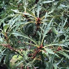 Attēlu rezultāti vaicājumam “Quercus robur fo. pectinata”