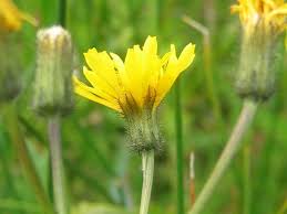 Attēlu rezultāti vaicājumam “Crepis paludosa flower”
