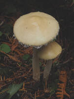 Attēlu rezultāti vaicājumam “Trichia ambigua macro”